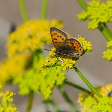 2017) creating a butterfly garden the wildlife garden (jan. Creating A Butterfly Garden Deschutes Land Trust