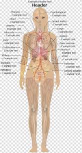 Human anatomy diagrams and atlas. Internal Organs Of The Human Body Anatomical Chart Anatomy Appendix Female Body Diagram Transparent Background Png Clipart Hiclipart