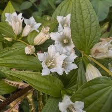 Image result for Gentiana asclepiadea alba