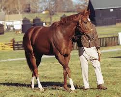 Secretariat Walking Secretariat Horse Horses Horse Racing