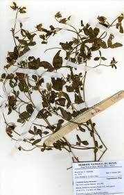 Image result for Crotalaria barkae