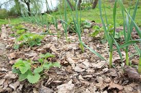 Mulchen gehört zu den wichtigsten regeln im biogarten. Laub Mulchen So Nutzen Sie Laub Als Mulch Und Dunger