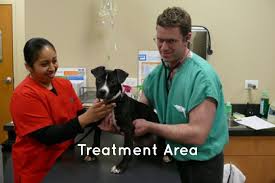 Chicago drive veterinary clinic provides pets with wellness care, dentistry, grooming, surgery, and more. Quality Animal Care Village West Veterinary Chicago Il