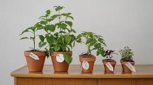 Objek penelitian ini adalah spesies tumbuhan obat yang dimanfaatkan oleh masyarakat setempat sebagai bahan baku obat. 12 Macam Macam Tanaman Obat Dan Gambarnya Bisa Ditanam Di Rumah Hot Liputan6 Com