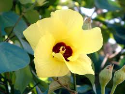 Image result for Hibiscus tiliaceus