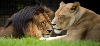 Tickets on sale today and selling fast, secure your seats now. Lion Encounter At Adelaide Zoo Feed Our Hungry Lions Their Lunch