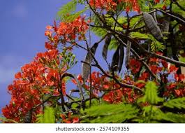 Image result for Fabaceae subfamily Caesalpinioideae