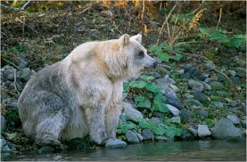 A grizzly bear | grizzly bears. Extinct Mexican Silver Grizzly Bear