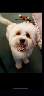 Rehoming a 6-month-old dog in Darke County