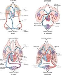 Outline pictograms for medical clinic. Overview Of The Circulatory System General Zoology Openstax Cnx