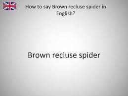 Break 'recluse' down into sounds : How To Say Brown Recluse Spider In English Youtube