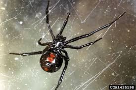 The black widow spider (latrodectus spp.) is a spider notorious for its neurotoxic venom (a toxin that acts specifically on nerve cells). Black Widow Spider School Ipm Usu Extension Usu