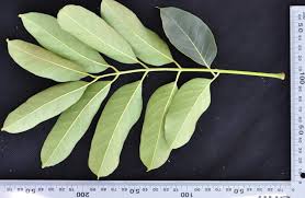 Image result for Khaya anthotheca