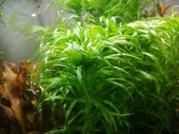 Image result for Syngonanthus