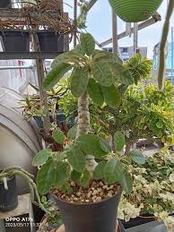Image result for Dorstenia buchananii