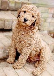 Why buy a poodle (standard) puppy for sale if you can adopt and save a life? Kimber 6 Week Old Apricot Standard Poodle Puppy Sugarnspicestandards Com Poodle Puppy Standard Puppy Mom Poodle Puppy