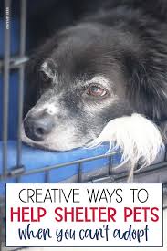 Creative Ways To Help Shelter Animals When You Can T Adopt Animal Shelter Fundraiser Animal Shelter Donations Animal Shelter