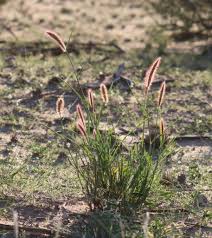 Image result for Cenchrus ciliaris