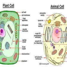 They take the chemical energy in food and turn into energy that the cell can use to do its work. Structure Of Animal And Plant Cell Download Scientific Diagram