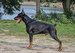 Champion European Doberman Males European Dobermans European Doberman Doberman Doberman Breeders
