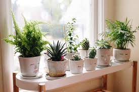 Clever ways to hang your plants. Green Plants In Face Pots Made Of Out Ceramic Sit On A White Shelf In Front Of A Window By Simone Anne