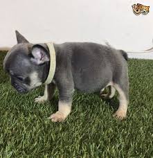 Text 365 999 7566 absolutely adorable frenchton puppies are boston terrier and french bulldog mix are all about love, making anyone smile and lift up your spirit. French Bulldog Puppies For Sale San Antonio Tx 268023