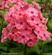 Pin On Phlox