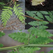 Image result for Dryopteris athamantica