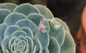 Les plantes grasses et les succulentes sont un indispensable de la décoration d'intérieur. Echeveria Echeveria Des Succulentes En Forme De Petits Choux Culture Entretien