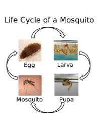 Life Cycle Of A Mosquito Control Chart By Shanny Snyder Tpt
