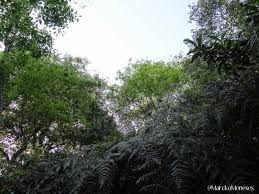 Santuario Bosque De Niebla Xalapa Coatepec Xalapa Bosque Santuario