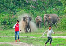 Human encroachment in the forests of northeast india has forced wild animals out of their natural habitats, triggering conflicts with locals, says wildlife activists. Elephants Ransack Indian Villages As Habitat Disappears Nikkei Asia
