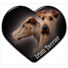 Image result for irský teriér