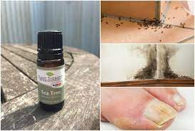 13 Uses For Tea Tree Oil That Will Change Your Life Tea Tree Oil Benefits Tea Tree Oil Uses Tea Tree Oil
