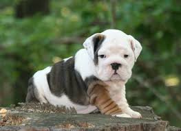 Market at the time, color, fawn color or true color, markings, carrier genes, gender, full/limited akc, pedigree, age, structure, etc. English Bulldog Puppies Pictures Tri Colored English Bulldog Puppy Panda Cute Animals English Bulldog Puppy English Bulldog Puppies