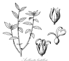 Image result for Cephalocroton mollis