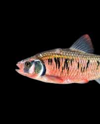 Image result for Pycnostachys schliebenii