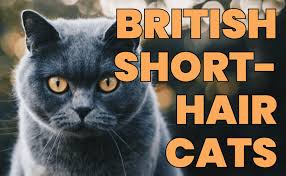 Maybe you would like to learn more about one of these? Lo Mas Rapido Labanquepostale E Nomade