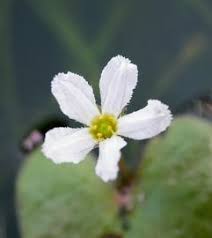 Image result for Nymphoides milnei