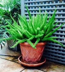 Über 80% neue produkte zum festpreis; Foxtail Fern Live Plant 1 Gallon Container Houseplant Etsy