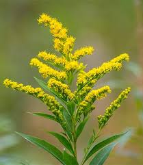 Image result for Solidago