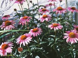 Content updated daily for xeriscape plants colorado My Adventures In Xeriscape Gardening Dengarden