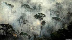Make sure the amazon.com account credentials you entered are correct. Amazon Rainforest News And Current Affairs From Germany And Around The World Dw 05 05 2021