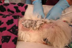 Eschar is typically tan, brown, or black, and may be. How To Manage Thermal Burn Wounds Veterinary Practice