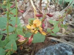 Image result for Rhynchosia sublobata