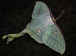 Black And White Spotted Moth Meaning Spiritual Meaning Of Luna Moth Animal Hype