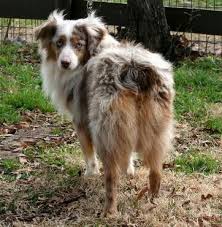 Miniature Australian Shepherd Black And Brown Male Mini Australian Shepherd Red Merle Blue Eyed Dog Handsome Dog