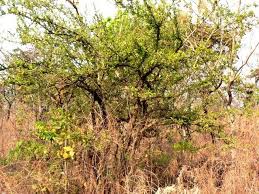 Image result for Ximenia afra