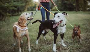 La cuarentena por sectores irá desde este 13 de julio hasta el 23 de agosto. Ml3eqne1wi3wdm