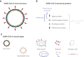 It uses a harmless cold virus common to chimpanzees as a transport mechanism. Sars Cov 2 Vaccine Development Current Status Mayo Clinic Proceedings